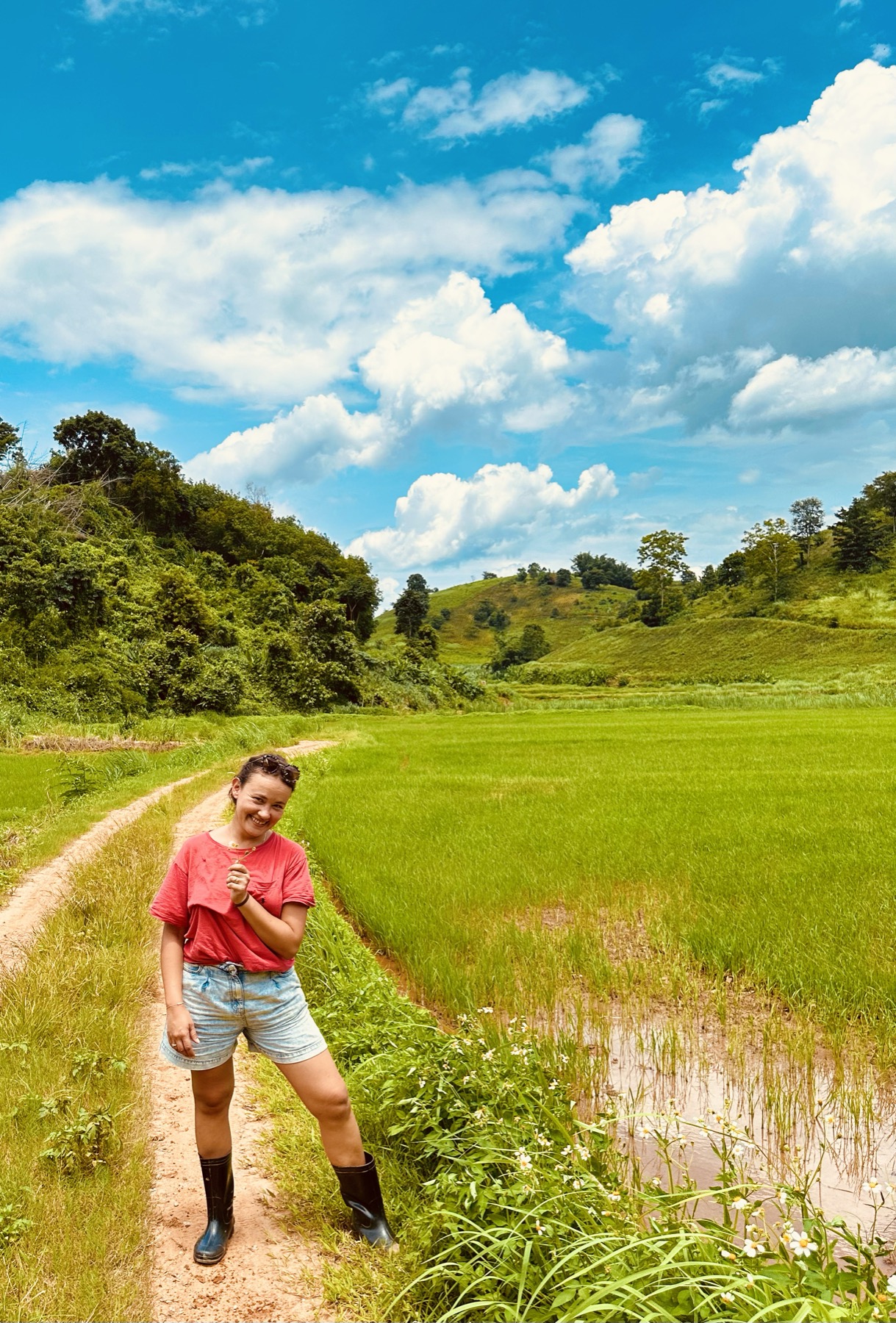 Rizières en Thaïlande
